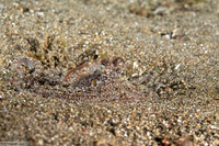 Thaumoctopus mimicus (Mimic Octopus)