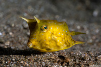 Lactoria cornuta (Longhorn Cowfish)
