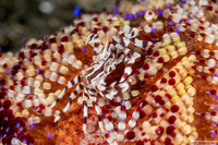 Zebrida adamsii (Zebra Urchin Crab)