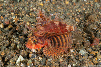 Dendrochirus brachypterus (Shortfin Lionfish)