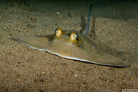 Neotrygon kuhlii (Blue-Spotted Stingray)
