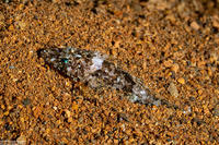 Onigocia spinosa (Spiny Flathead)