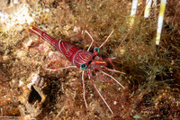 Rhynchocinetes durbanensis (Dancing Shrimp)