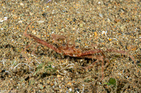 Lupocyclus sp.1 (Scissor Swimming Crab)