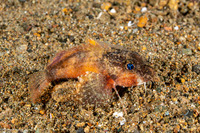 Minous trachycephalus (Rough-Head Stingfish)