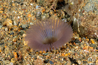 Serpulidae sp.1 (Serpulidae sp.1)