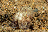 Amphioctopus marginatus (Coconut Octopus)