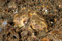 Calappa gallus (Rough Box Crab)