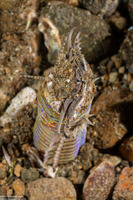 Eunice aphroditois (Bobbit Worm)
