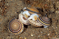 Architectonica perspectiva (Clear Sundial)