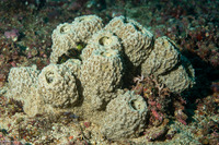 Liosina granularis (Lumpy Tube Sponge)