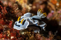 Chromodoris alcalai (Alcala’s Chromodoris)