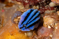 Phyllidiopsis annae (Anne's Phyllidiopsis)