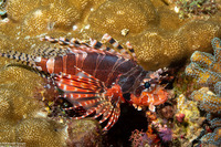 Dendrochirus zebra (Zebra Lionfish)
