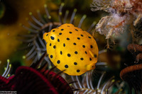 Ostracion cubicum (Yellow Boxfish)