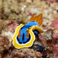 Chromodoris annae (Anna's Chromodoris)