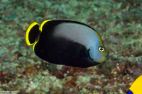 Chaetodontoplus melanosoma (Black Velvet Angelfish)