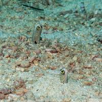 Heteroconger hassi (Spotted Garden Eel)