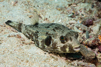Arothron manilensis (Striped Puffer)