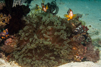 Entacmaea quadricolor (Bubble-Tip Anemone)