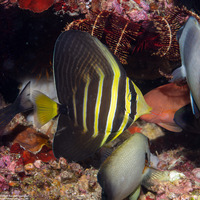 Zebrasoma veliferum (Pacific Sailfin Tang)