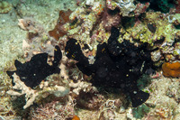 Antennarius maculatus (Warty Frogfish)