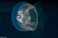 Aurelia aurita (Moon Jelly)