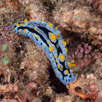 Phyllidia coelestis (Celestial Phyllidia)