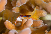 Tetralia cavimana (Coral Guard Crab)