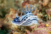 Chromodoris willani (Willan's Chromodoris)