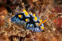 Phyllidia sp.1 (Phyllidia sp.1)