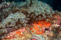 Entacmaea quadricolor (Bubble-Tip Anemone)