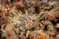 Metasepia pfefferi (Flamboyant Cuttlefish)