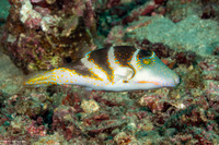 Canthigaster coronata (Crowned Toby)