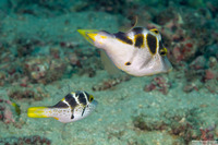 Paraluteres prionurus (Mimic Filefish)