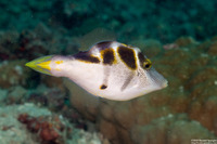 Paraluteres prionurus (Mimic Filefish)
