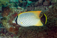 Chaetodon trifascialis (Chevroned Butterflyfish)