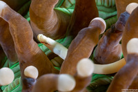 Siokunichthys nigrolineatus (Mushroom Coral Pipefish)