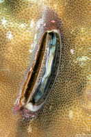 Pedum spondyloideum (Iridescent Scallop)