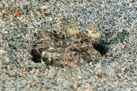 Lysiosquilla maculata (Tiger Mantis)