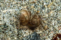 Phoronis australis (Southern Horseshoe Worm)