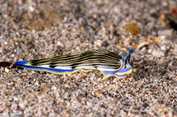 Armina semperi (Semper's Armina)