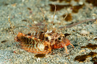Parapterois heterura (Gurnard Lionfish)