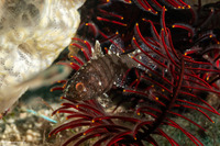 Foa fo (Weedy Cardinalfish)