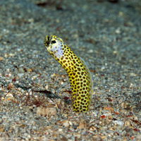 Heteroconger taylori (Taylor's Garden Eel)