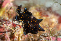 Antennarius pictus (Painted Frogfish)