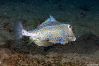 Tetrosomus gibbosus (Humpback Turretfish)