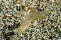 Iniistius pavo (Peacock Razorfish)