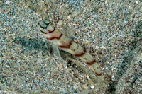 Amblyeleotris diagonalis (Slantbar Shrimpgoby)