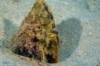 Pinna muricata (Prickly Penshell)